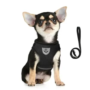 ARNÉS PERRO PEQUEÑO Y CORREA