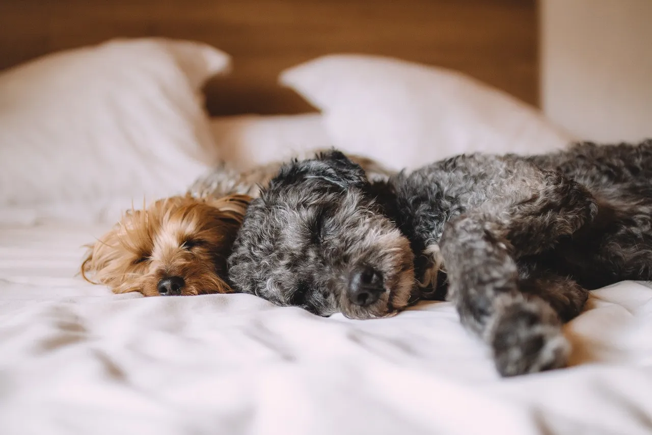 LAS RAZAS DE PERRO MÁS PEQUEÑAS DEL MUNDO