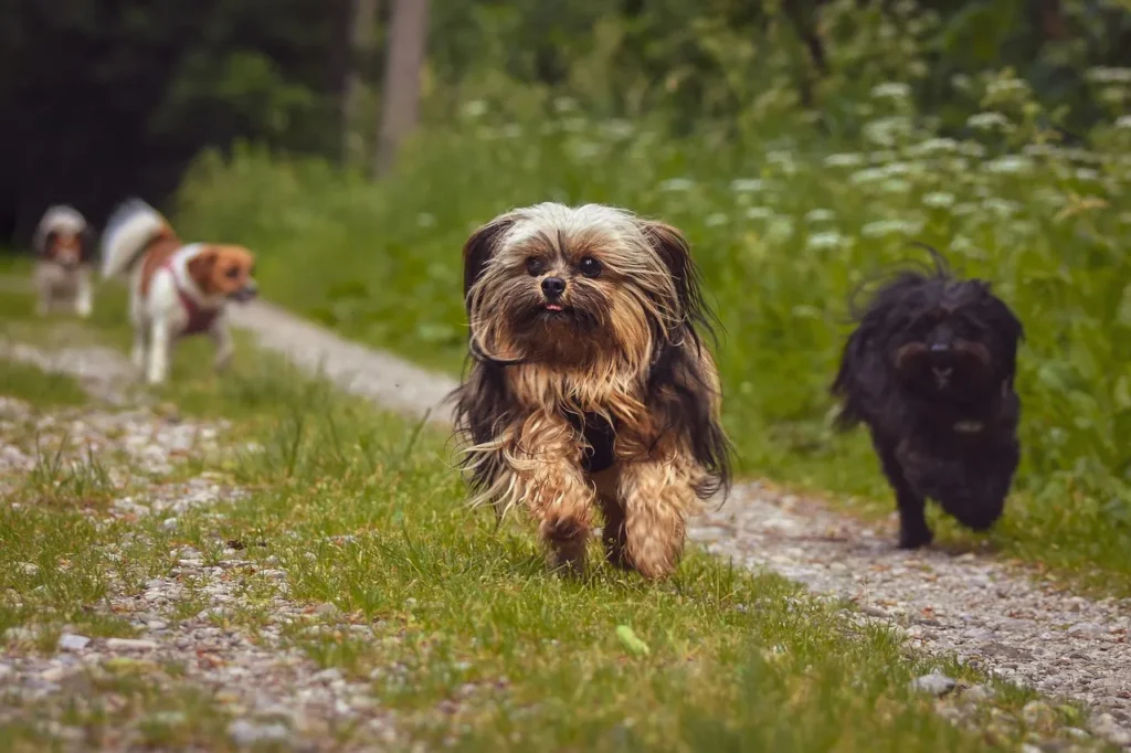 LOS MEJORES PERROS PARA NIÑOS